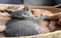 Russian Blue cats for sale: RB kittens Pedigree London  - Image 5