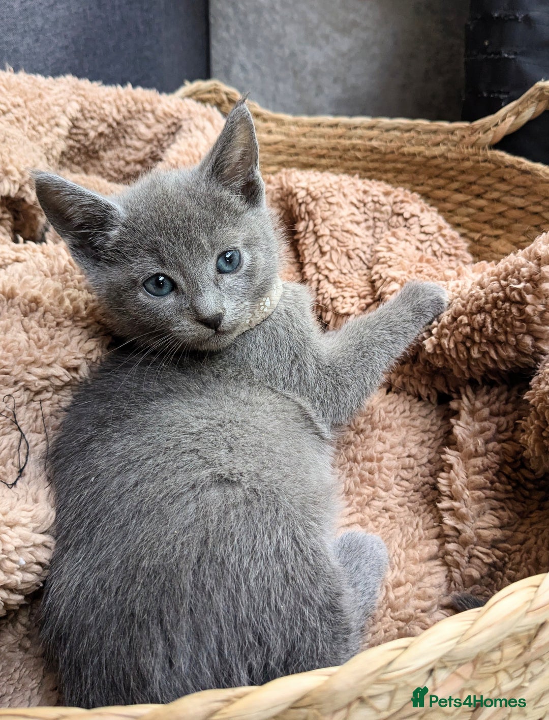 Russian Blue cats for sale: RB kittens Pedigree London  - Image 5