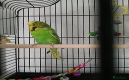 Budgerigars birds for sale: Male budgie ( green yellow black ) - Image 1