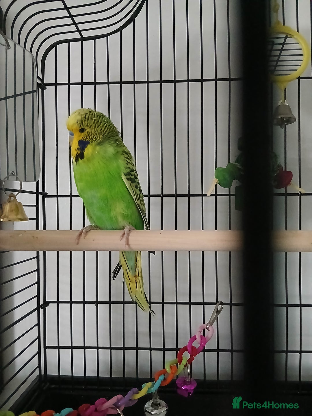 Budgerigars birds for sale: Male budgie ( green yellow black ) - Image 1