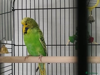 Budgerigars birds Male budgie ( green yellow black ) - Advert 9