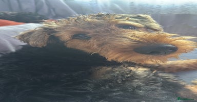 Airedale Terrier dogs Airedale male - Advert 3