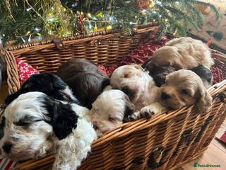 Cockapoo dogs Beautiful cockapoo puppies - Advert 3