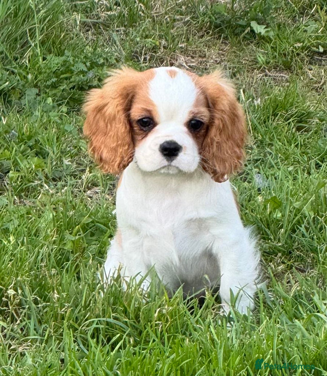 Cavalier King Charles Spaniel dogs for sale: Beautiful Blenheim Cavalier King Charles puppies - Image 15