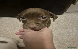 Mixed Breed dogs for sale: 2 girl pups left  - Advert 3