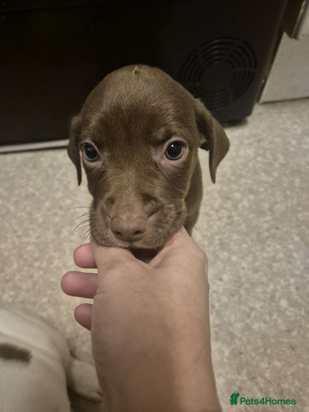 Mixed Breed dogs for sale: 2 girl pups left  - Advert 3