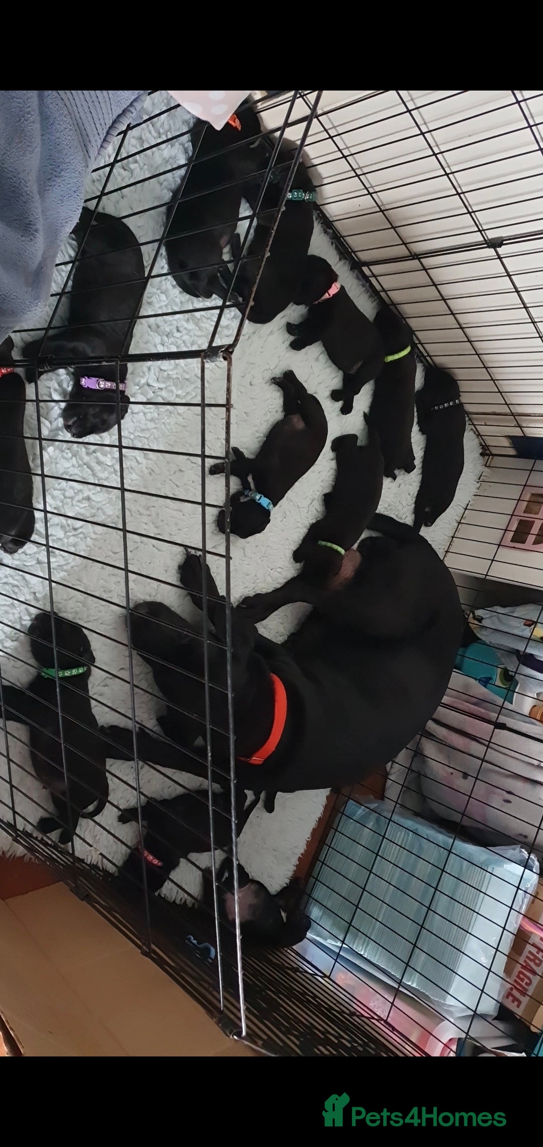 Mixed Breed dogs 1 Cheeky Labrador Cross Mix Girl Pup for Sale ♡ - Advert 11