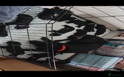 Mixed Breed dogs for sale: 9 Cheeky Labrador Cross Puppies for Sale ♡ - Image 1