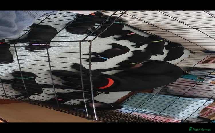 Mixed Breed dogs - Advert 1