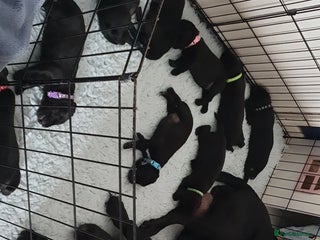 Mixed Breed dogs - Advert 2