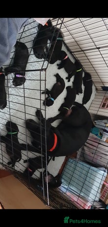 Mixed Breed dogs - Advert 1