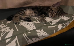 Mixed Breed cats for sale: Cute and playful kitties  - Image 18