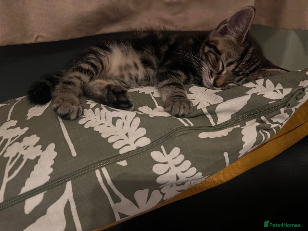 Mixed Breed cats for sale: Cute and playful kitties  - Image 18
