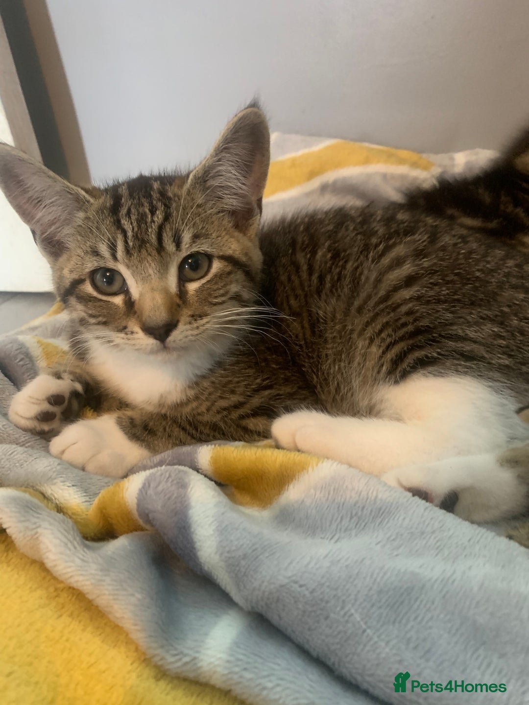 Mixed Breed cats for sale: Beautiful kittens  - Image 9