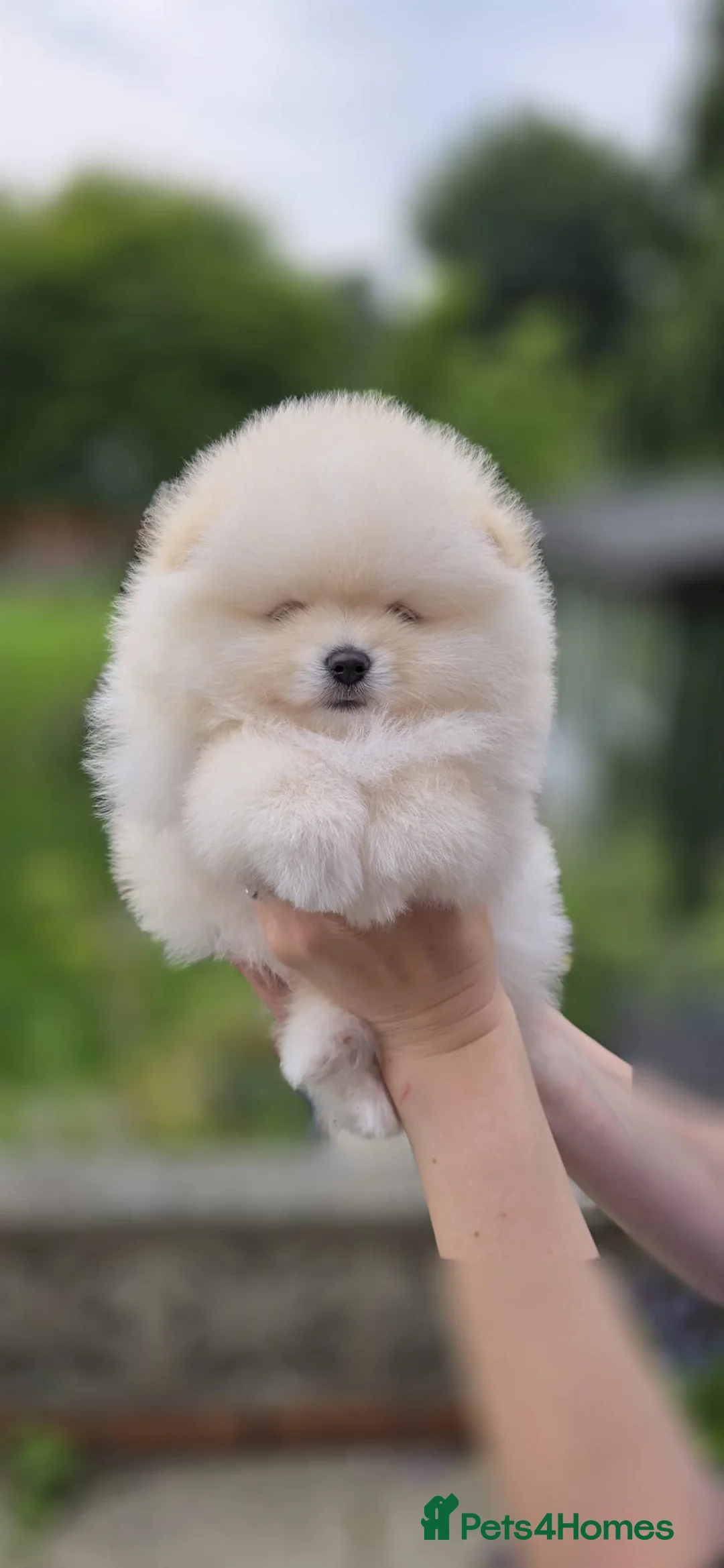 Pomeranian dogs for sale:  Pomeranian puppies. Last boy is still available - Advert 18