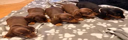 Miniature Dachshund dogs for sale: 5 miniature dachshund puppies  - Advert 14