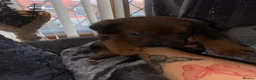Mixed Breed dogs for sale: 🐾 Rottweiler x Belgian Malinois Puppies  - Advert 19