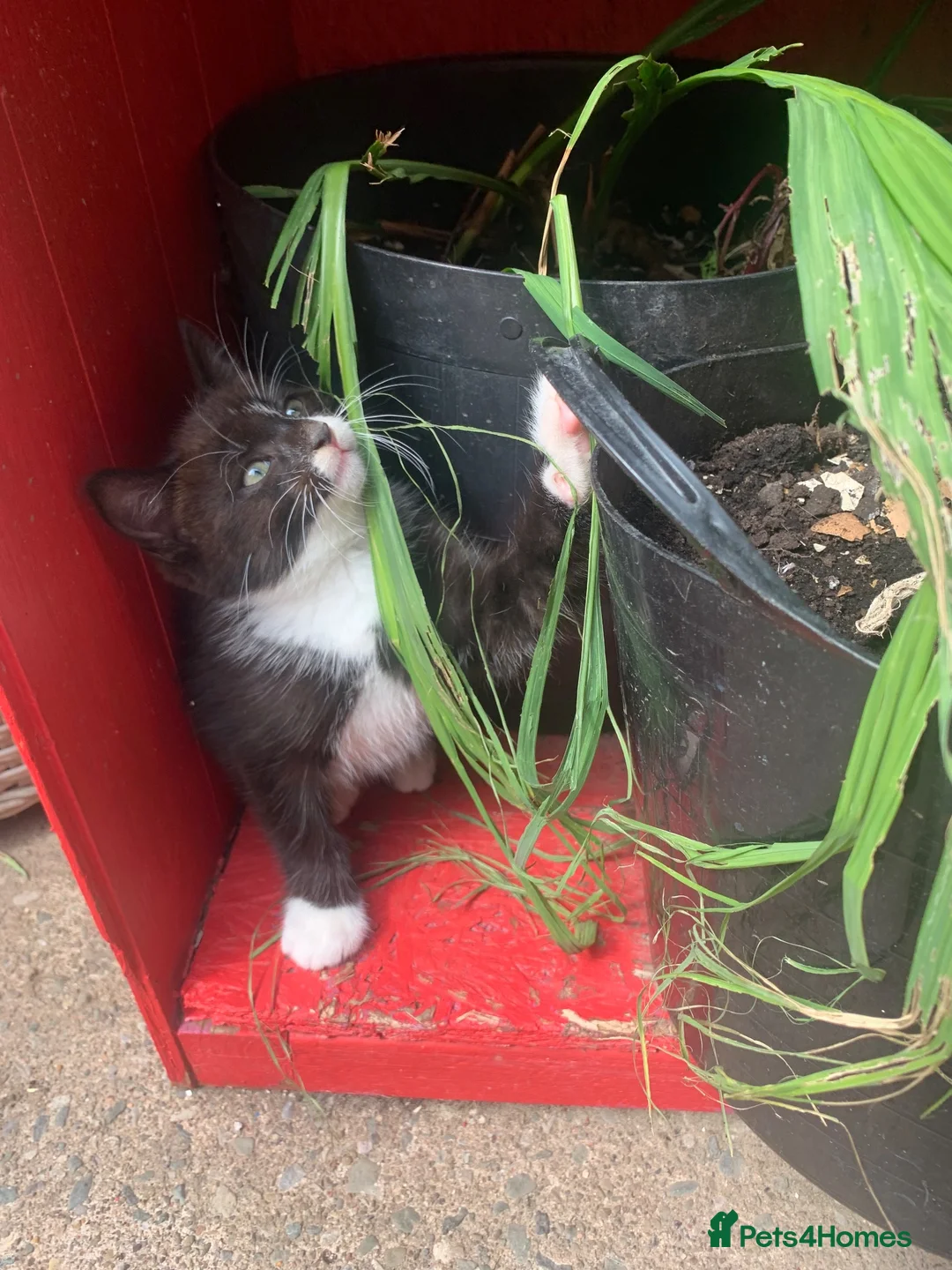 Mixed Breed cats for sale: Adorable kittens  - Advert 2