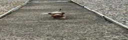 Miniature Dachshund dogs for stud: Enzo Miniature dachshund  - Advert 6