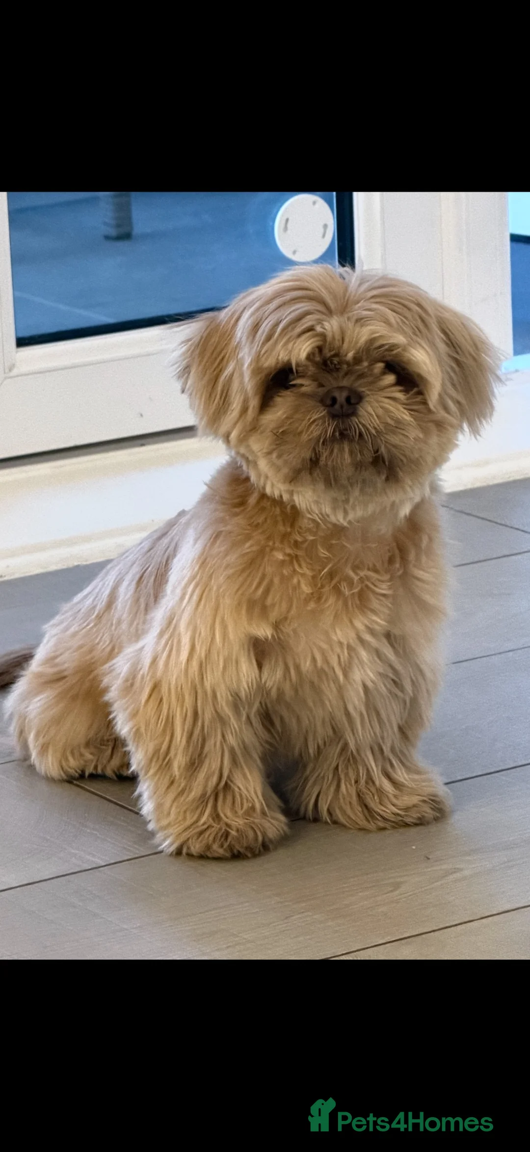 Shih Tzu dogs for sale: Beautiful lavender shihtzu with rare liver nose  - Advert 2