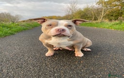 American Bully dogs for sale: Pocket Bully - Image 4