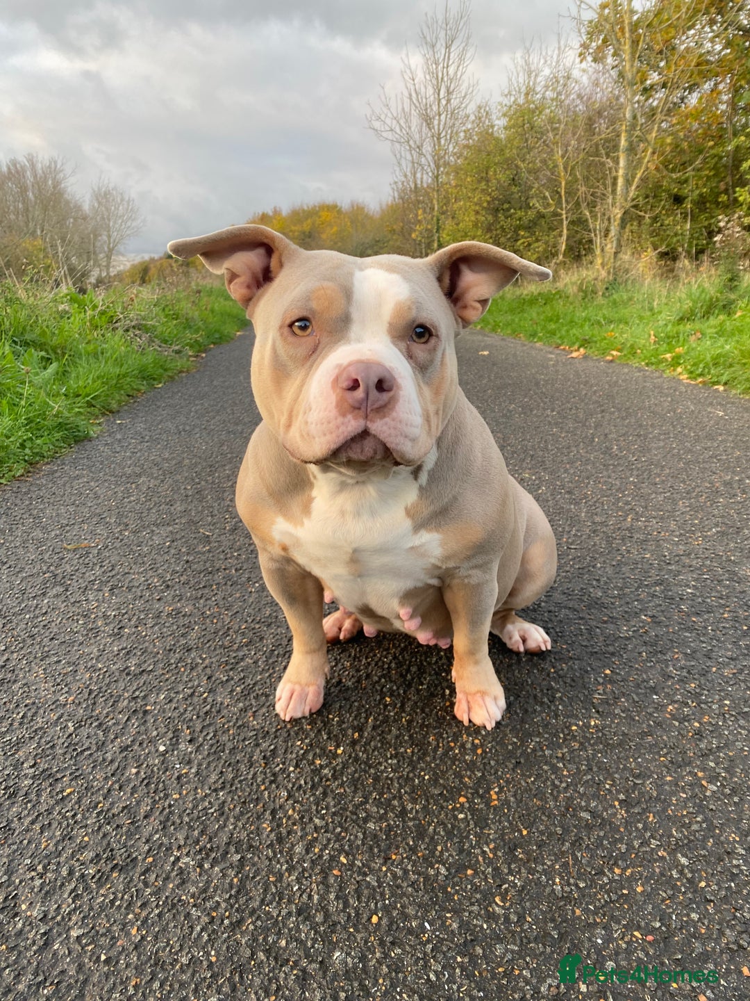 American Bully dogs for sale: Pocket Bully - Image 4