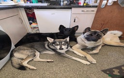 Akita dogs for stud: American akita proven stud  - Image 10