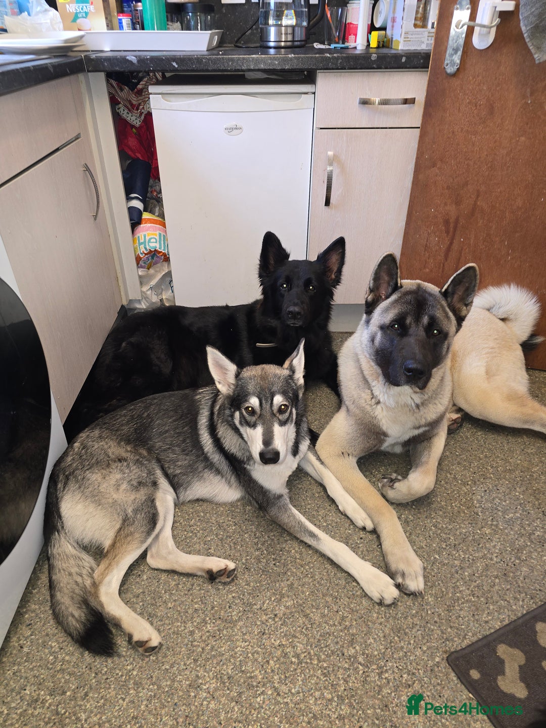 Akita dogs for stud: American akita proven stud  - Image 10