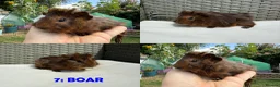 Guinea Pig rodents for sale: Guinea Pigs - Ready Now - Advert 14