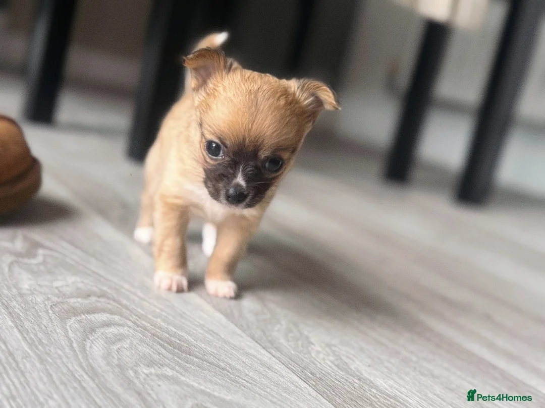 Chihuahua dogs for sale: 8 month Chihuahua  in Frome - Advert 4