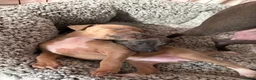 Italian Greyhound dogs for sale: Stunning Fawn Girl - Advert 2