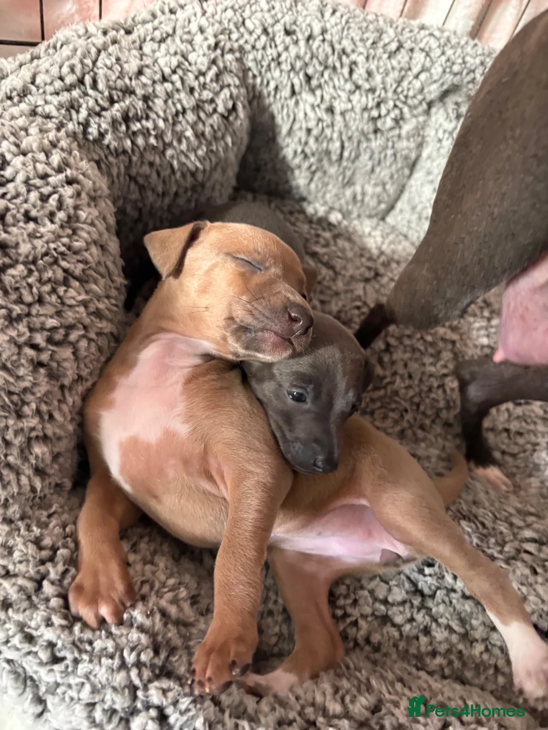 Italian Greyhound dogs for sale: Stunning Fawn Girl - Advert 2