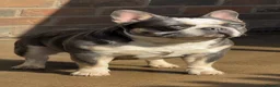 French Bulldog dogs for sale: Beautiful pet frenchies - Advert 2