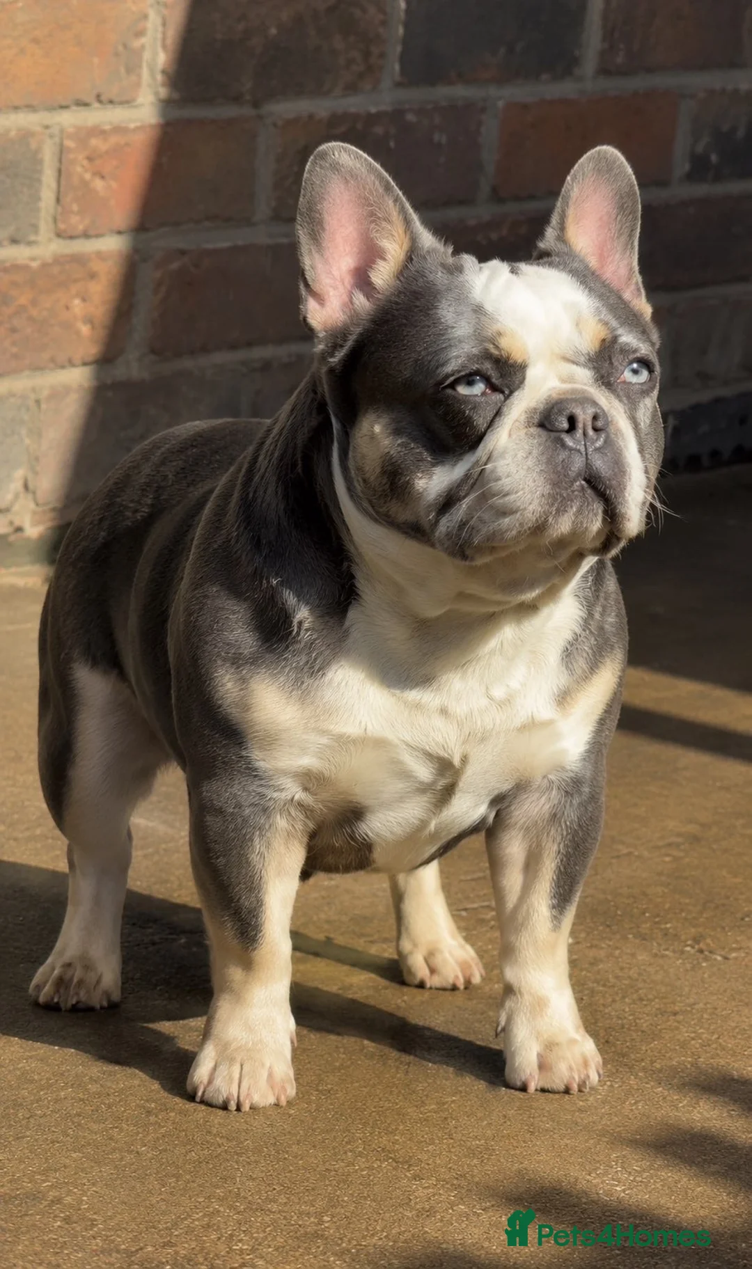 French Bulldog dogs for sale: Beautiful pet frenchies - Advert 2
