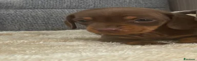 Miniature Dachshund Puppy 3