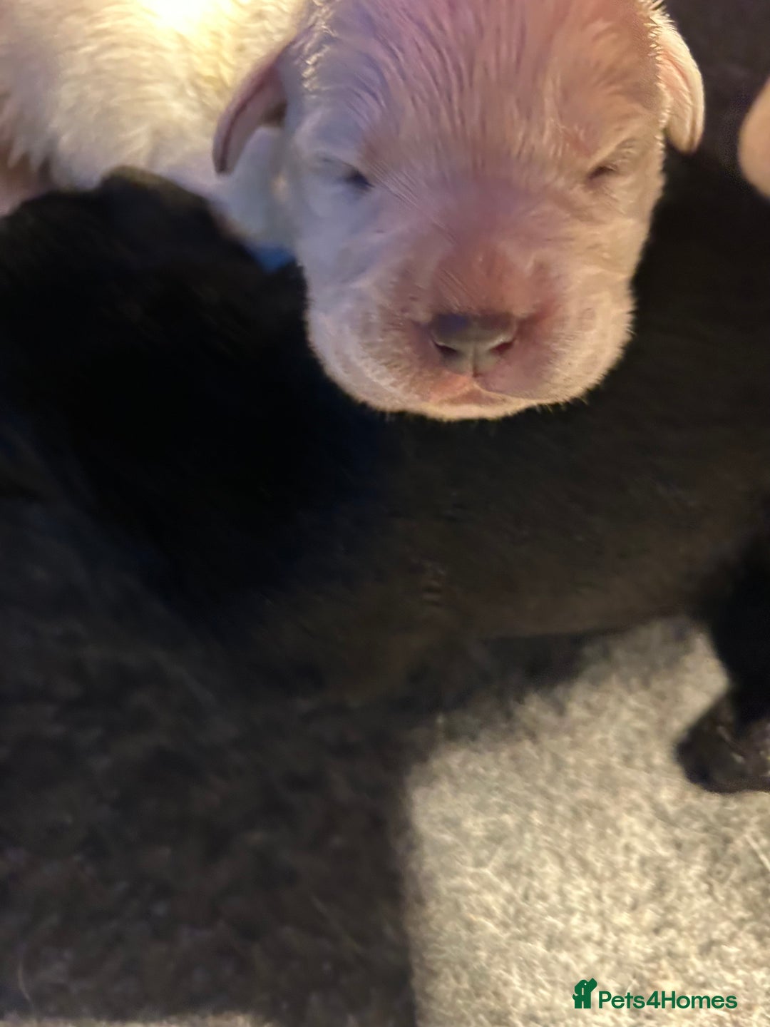 Labrador Retriever dogs for sale:  Kc reg Show type labrador puppies  - Advert 10