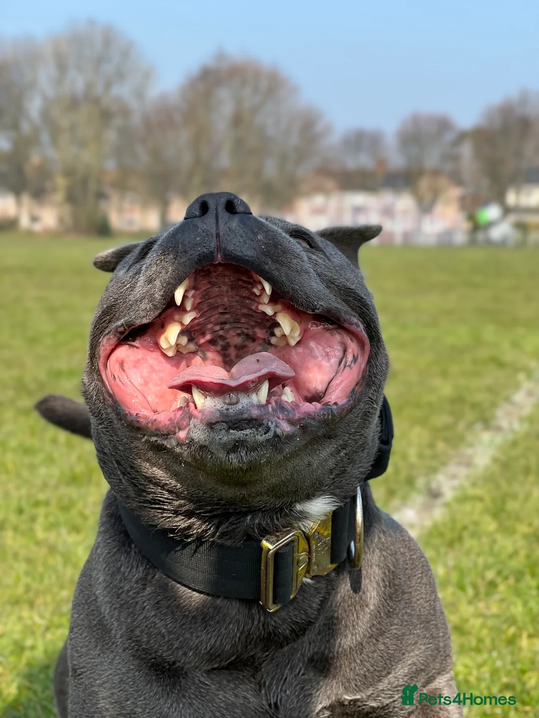 Staffordshire Bull Terrier dogs for stud: Proven KC Blue Boy For Stud in Whitley Bay - Advert 11