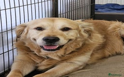 Goldador dogs for sale: Extensively health tested Goldador puppies due - Image 5