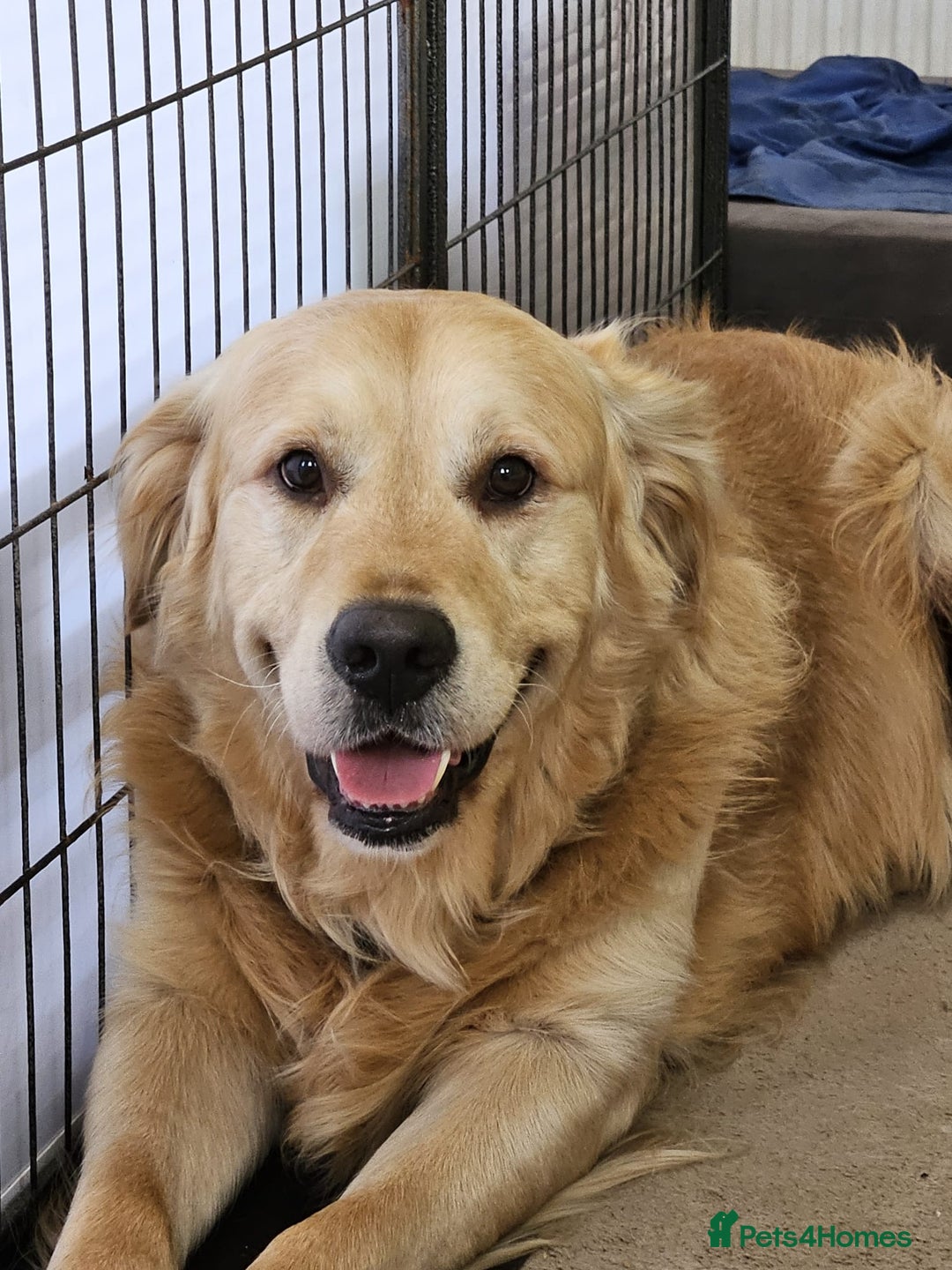 Goldador dogs for sale: Extensively health tested Goldador puppies due - Image 5