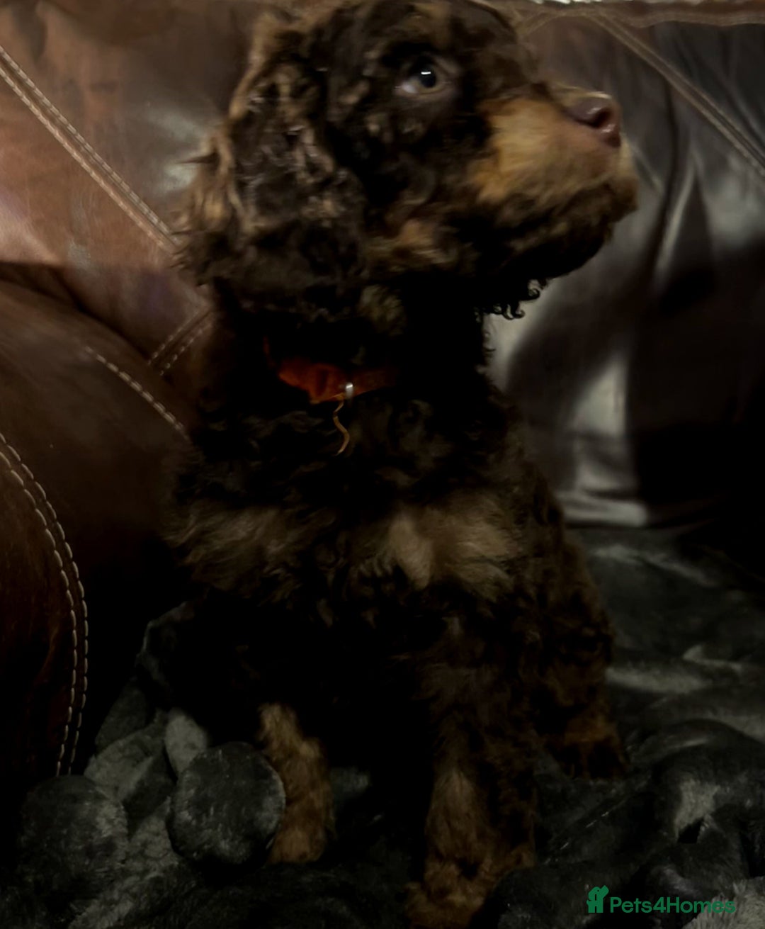 Labradoodle dogs for sale: stunning F2 labradoodle puppies... Available now - Advert 17