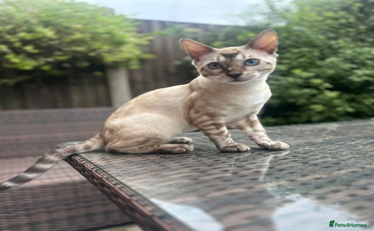 Bengal cats - Advert 1