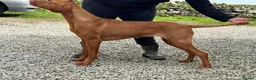 Hungarian Vizsla dogs for sale: Pedigree Hungarian Vizsla pups. Show/working/pet - Advert 7