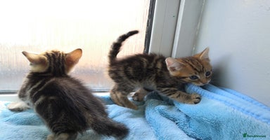 Mixed Breed cats - Advert 5
