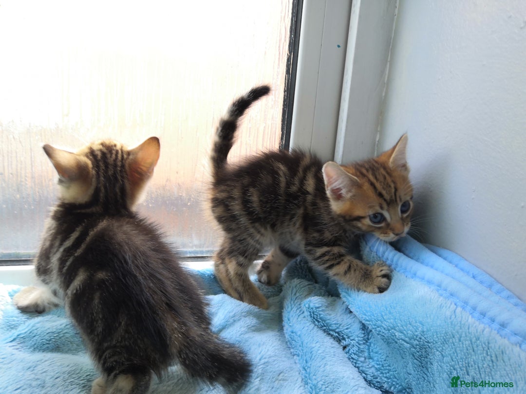 Mixed Breed cats for sale: Beautiful Male kittens VIDEOS - Image 21