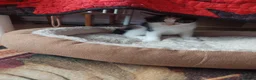 Mixed Breed cats for sale: Beautiful kitten's  - Advert 18
