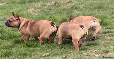French Bulldog dogs - Advert 1