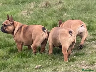 French Bulldog dogs - Advert 34