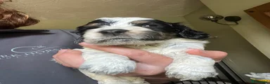 Cockapoo 1