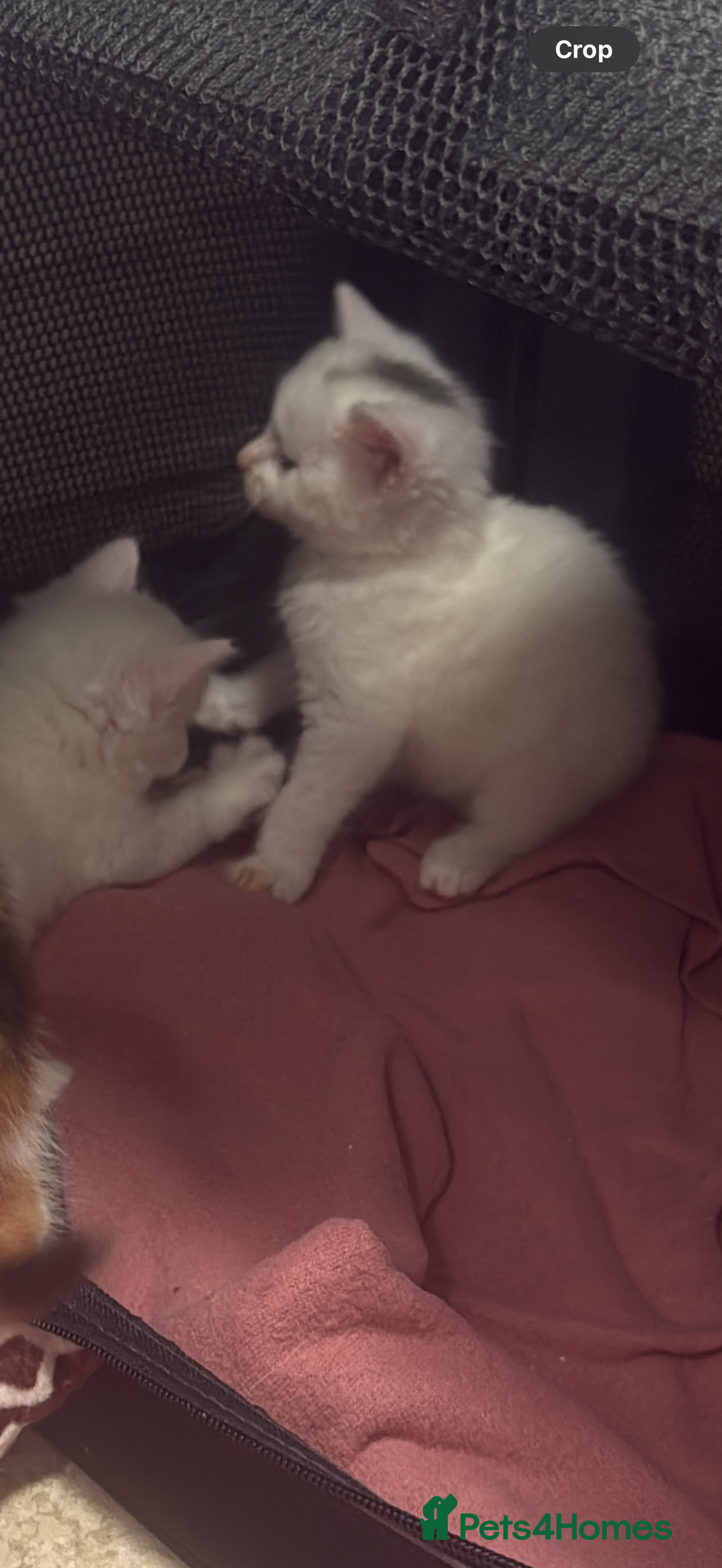 British Shorthair cats for sale: Beautiful kittens  - Image 17