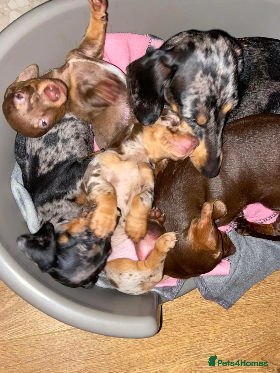 Dachshund dogs for stud: Dachshund (Miniature) Stud in Basildon - Advert 4